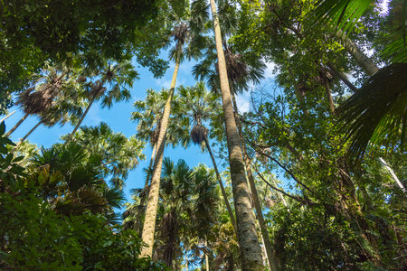 Forest Parkの写真素材