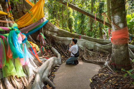 Forest Parkの写真素材