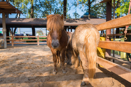 Dwarf horseの写真素材