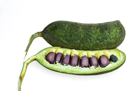 Seeds placed on white background.の写真素材
