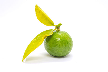 lime isolated on white background