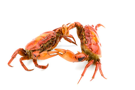 Battle of the crab isolate on white backgroundの写真素材