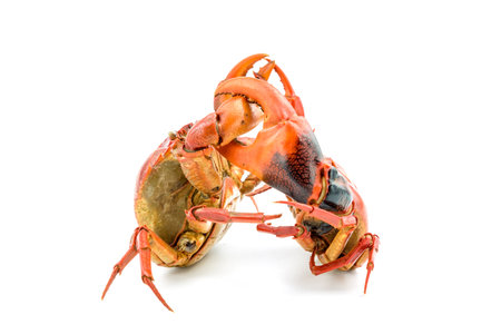 Battle of the crab isolate on white backgroundの写真素材