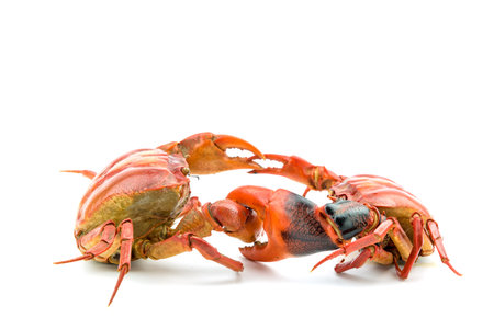 Battle of the crab isolate on white backgroundの写真素材