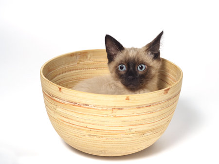 Siamese kittenの写真素材