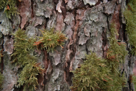 pine bark texture with mossの素材