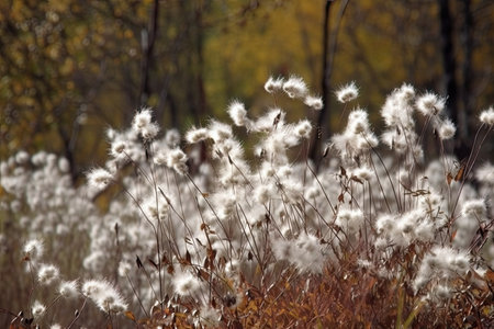 fluffy white flowers in the fall flying seeds in nature dry autumn grass in the forest dried wild plants autumn background of wild plantsの素材