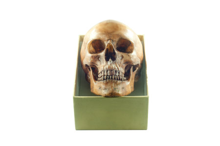 skull in the box on white background isolateの写真素材