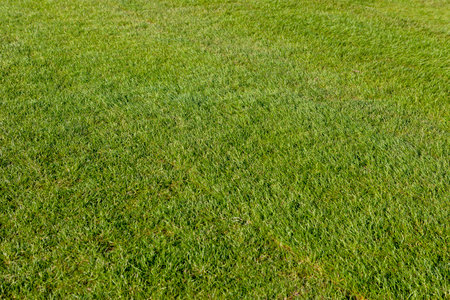 Football. Precisely cut Grass. Lawn, who will coach the team of Switzerland. The stadium of Togliatti.の写真素材