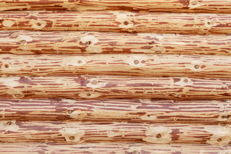Wall of a log house. Fresh otosanye logs. Log cabin.の写真素材