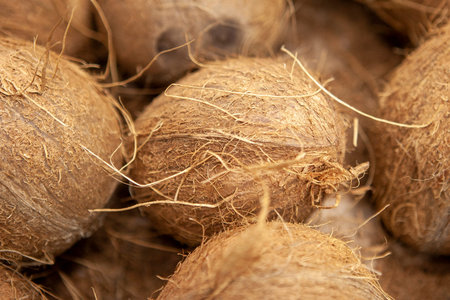 Hairy coconuts laid out in a display case.