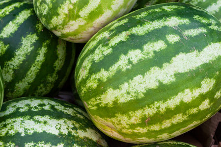 Market counter with delisios watermelons. Fresh melon in the sun's rays. Glare on berries.