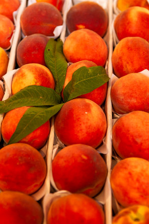 Juicy fruits of peach nectarines are spread out in even rows in the shop window.の写真素材