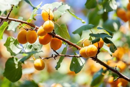 Apricots in the sun. Juicy fruit on the branches of trees. Ripe apricot is ready for harvesting. Bright pink on a background of green leaves and a blue sky.の写真素材