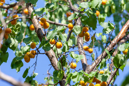Apricots in the sun. Ripe apricot is ready for harvesting.の写真素材