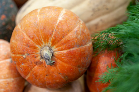 Juicy orange pumpkin in heap on market. Useful vegetables for cooking porridge, pumpkin risotto, cake, pie. Front view. Close up. Shallow deep of field.の写真素材