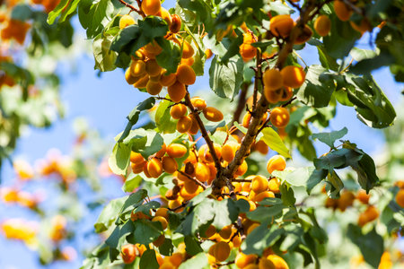 Apricots in the sun. Juicy fruit on the branches of trees. Ripe apricot is ready for harvesting. Bright pink on a background of green leaves and a blue sky.の写真素材
