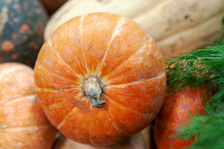 Juicy orange pumpkin in heap on market. Useful vegetables for cooking porridge, pumpkin risotto, cake, pie. Front view. Close up. Shallow deep of field.の写真素材