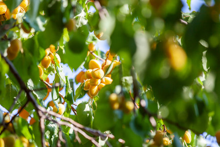 Apricots in the sun. Juicy fruit on the branches of trees. Ripe apricot is ready for harvesting. Bright pink on a background of green leaves and a blue sky.の写真素材