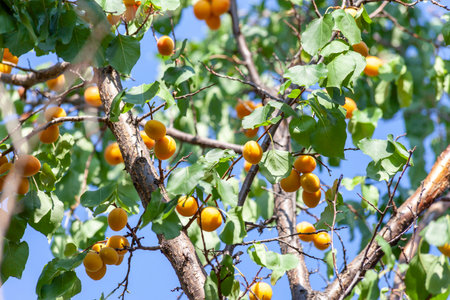 Apricots in the sun. Juicy fruit on the branches of trees. Ripe apricot is ready for harvesting. Bright pink on a background of green leaves and a blue sky.の写真素材