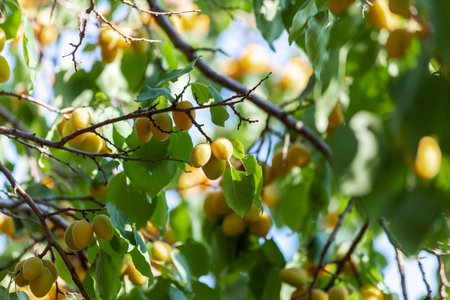 Apricots in the sun. Juicy fruit on the branches of trees. Ripe apricot is ready for harvesting. Bright pink on a background of green leaves and a blue sky.の写真素材