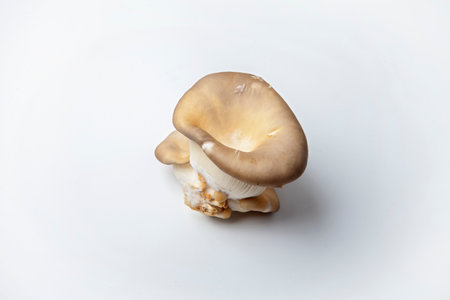 Fresh oyster mushroom clusters laid out on a white background.  Delicious delicacy giving a special taste to many dishes.の写真素材