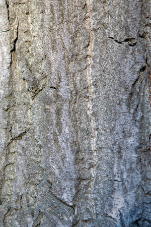 Texture of the bark of a living tree.の写真素材