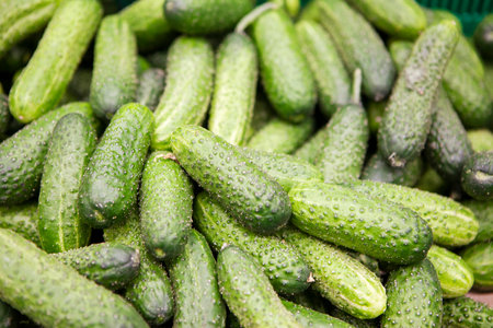fresh green cucumber collection outdoor on market macroの写真素材