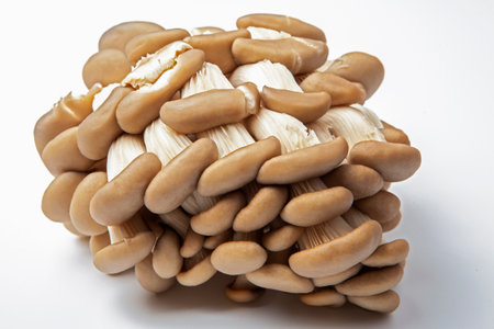 Fresh oyster mushroom clusters laid out on a white background.  Delicious delicacy giving a special taste to many dishes.の写真素材