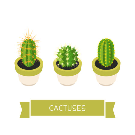 Cactuses in pots. Cactuses isolated on white background. Indoor plants in a flat style. Natural background with three cacti. Vector illustration.のイラスト素材