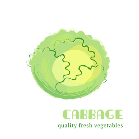 Fresh cabbage isolated on white background. Healthy food for the design of menu. Hand-drawn color vegetable design. Vector illustration.のイラスト素材