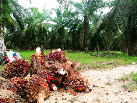 Palm oil fruit and background palm trees plantation agricultural in day lightのeditorial素材