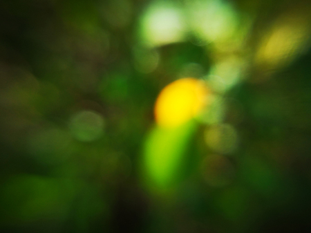 Dark green leaf blurred abstract background and yellow sunlight with bokehの写真素材