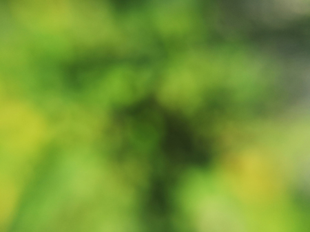 Greenery and yellowish blurred tree leaf abstract backgroundの写真素材