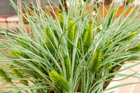 to decorate the interior of a summer cafe are used Beautiful flowersの写真素材