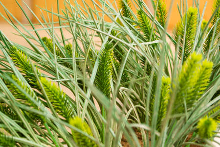 to decorate the interior of a summer cafe are used Beautiful flowersの写真素材