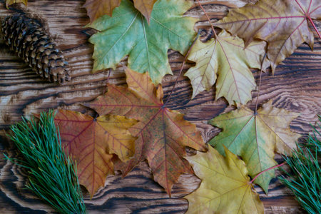 Beautiful autumn background.maple leaves on a wooden background.