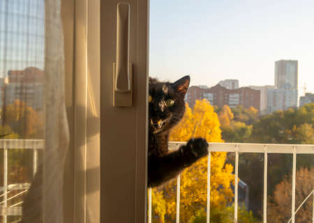 A black cat meows loudly and asks to be allowed home. sits on the balcony,の写真素材