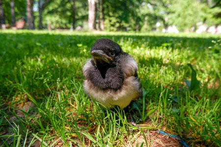 a small hooded crow chick sits on the ground. gray crow.の写真素材