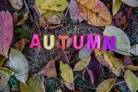 the inscription autumn on the autumn foliage.の写真素材