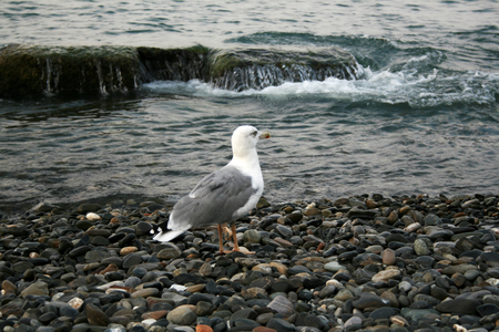 seagulls on the stones in the sea on a cloudy dayの写真素材