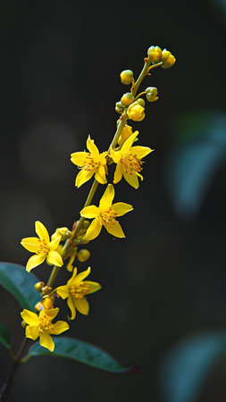 Yellow flowers on a tree in the rainforest, close-upの写真素材