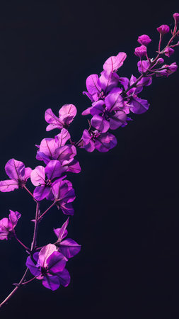 Beautiful purple bougainvillea flowers isolated on black background
