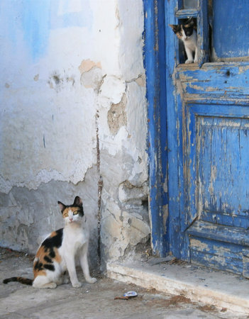 Capture Catsの写真素材