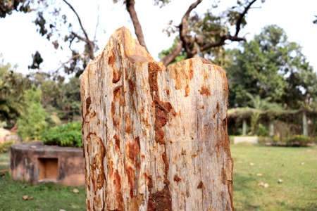 Wood Fossil,All organic materials are replaced with minerals while maintaining the original structure of the woodの写真素材
