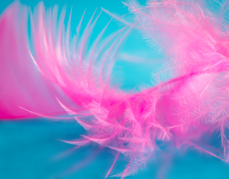 The magic world of the pink featherの写真素材