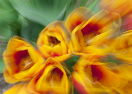 Colorfull abstract flower background with motion blur effect, with copyspaceの写真素材