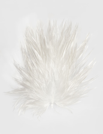Small white feather, isolated, on light backgroundの写真素材