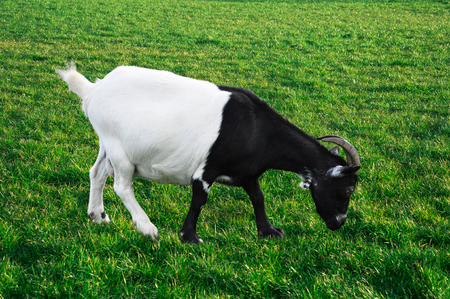 Image of a half black and half white goat grazing in the green meadow.の写真素材