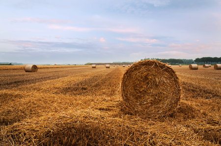 Round straw bales in the field